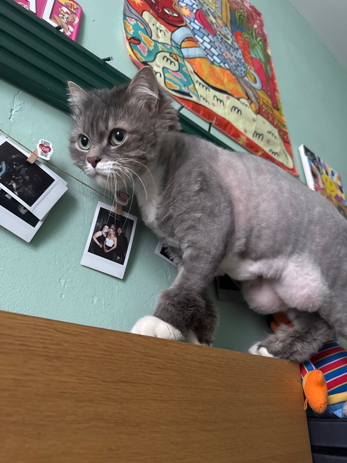 Shaved cat rests near hanging photographs in Moscow