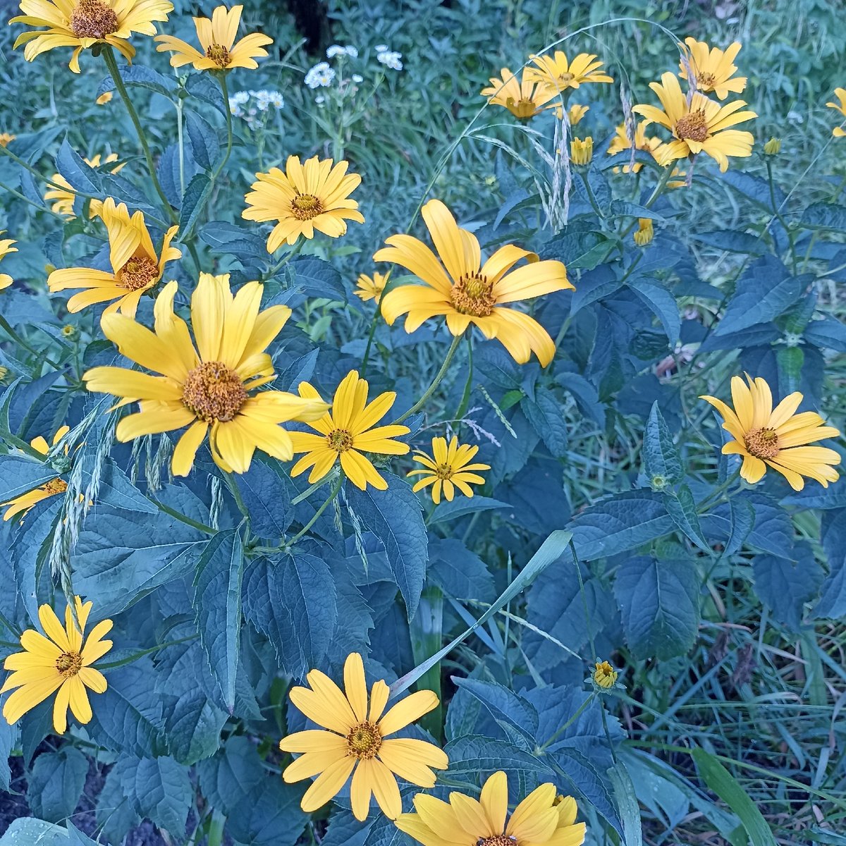 Close-up shots of flowers and berries on nearby plants