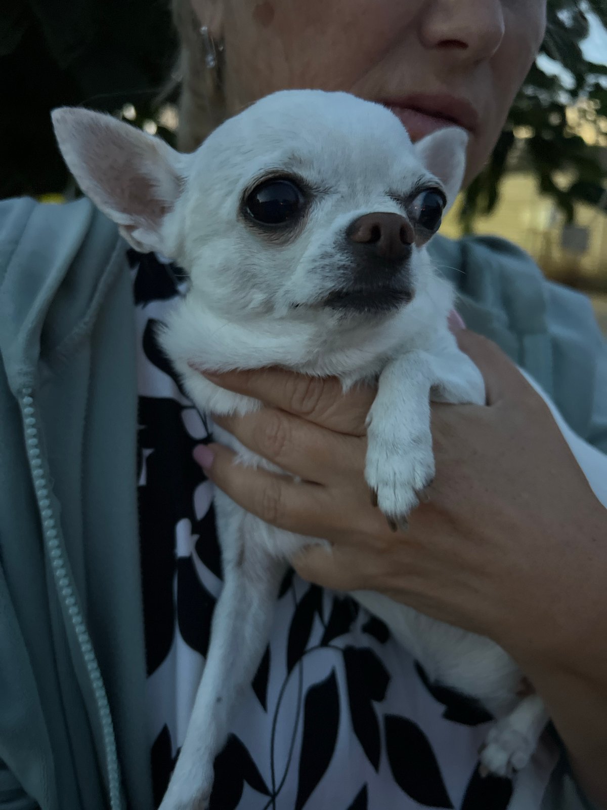 Evening walk with a chihuahua in a Kryzhanivka neighborhood