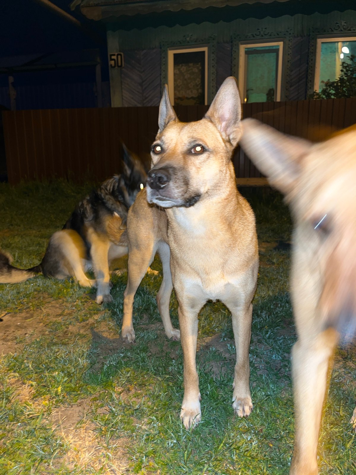 Dogs gather in evening yards across Nizhny Tagil