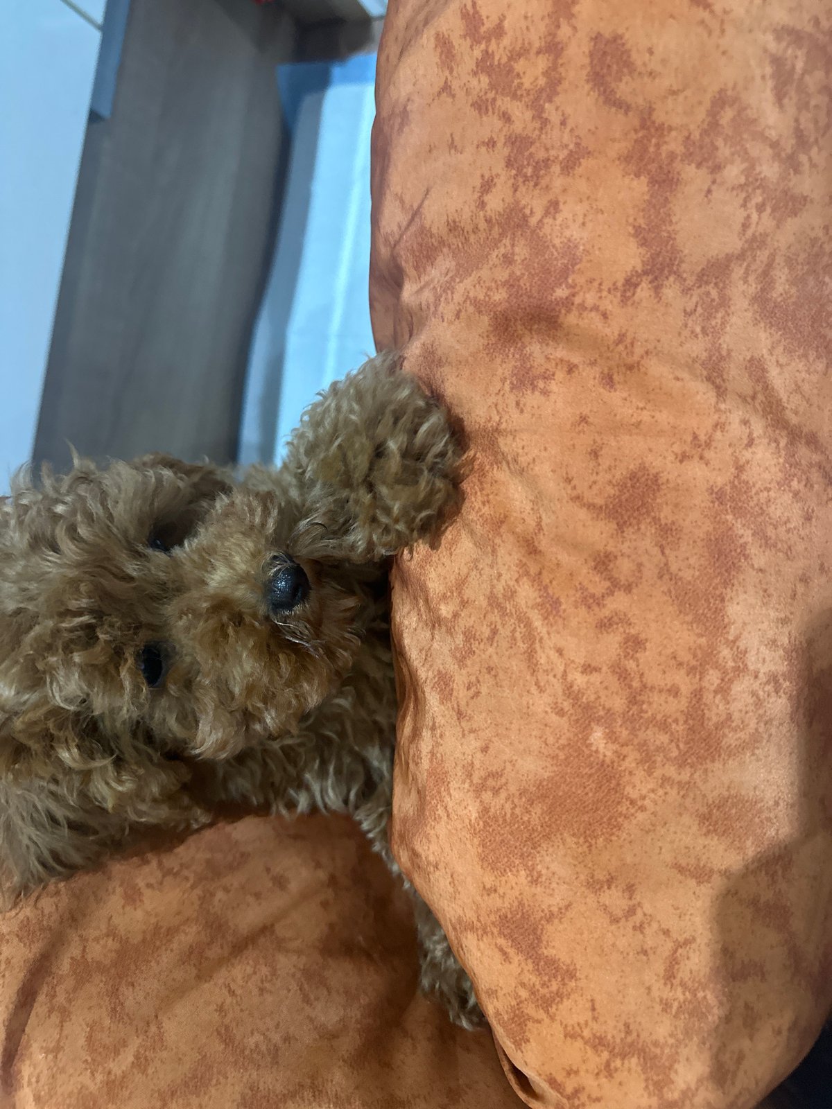 Evening scenes documented in Drachevo: resting poodle, backyard view