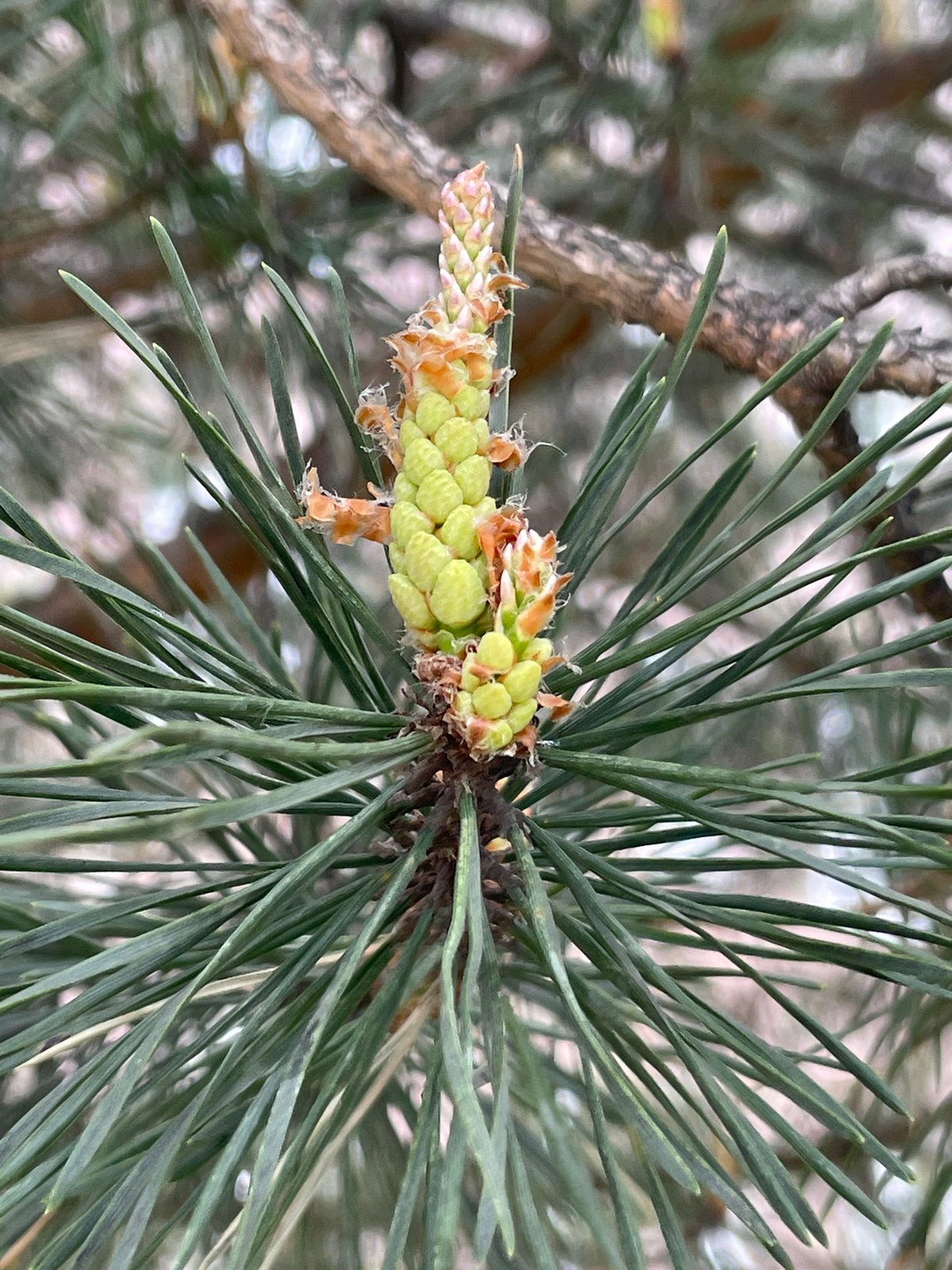 Morning spring observations documented across Saint Petersburg neighborhoods