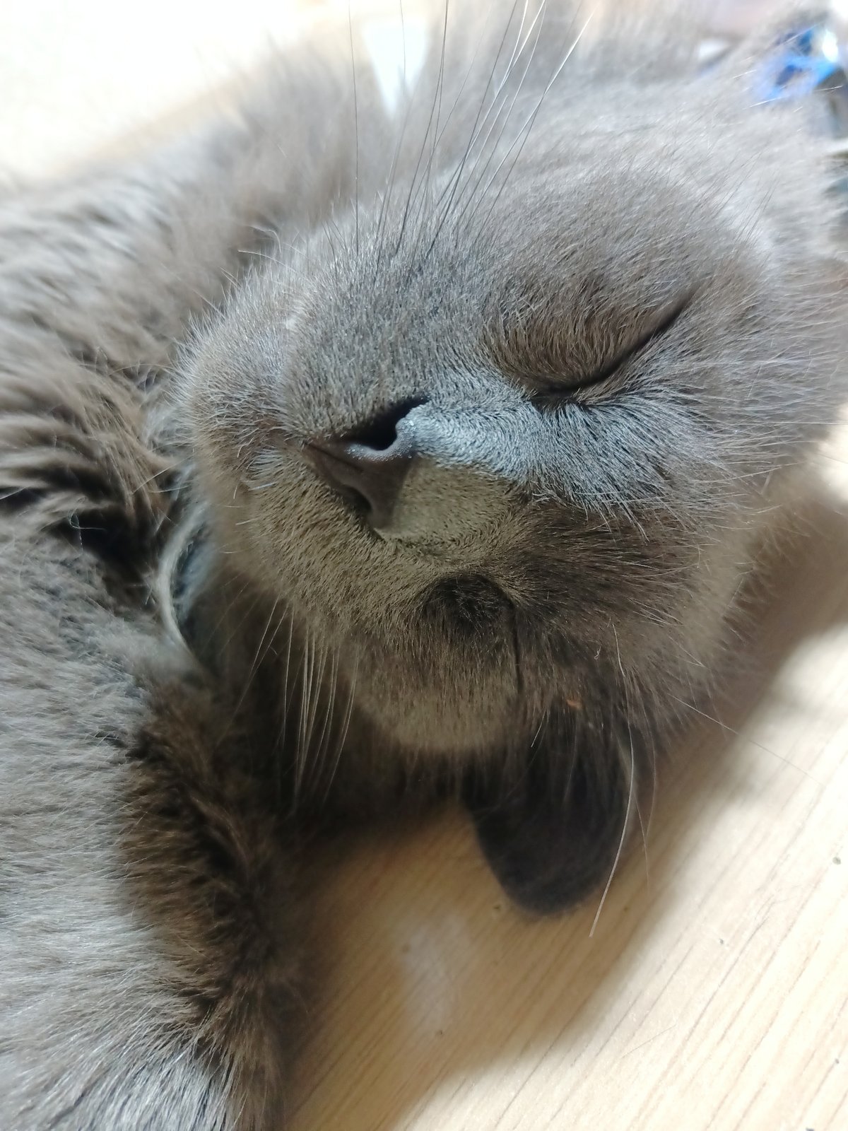 Cats lounging, sleeping, and eating at home in Almaty