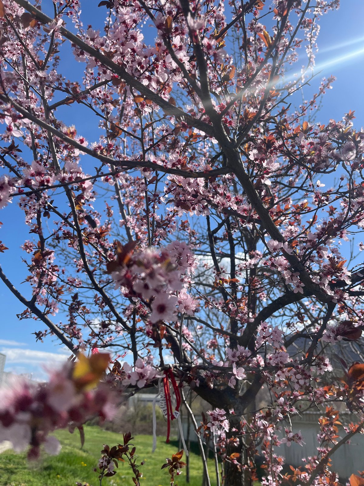 Spring blooms observed in Gabrovo, Bulgaria morning scene