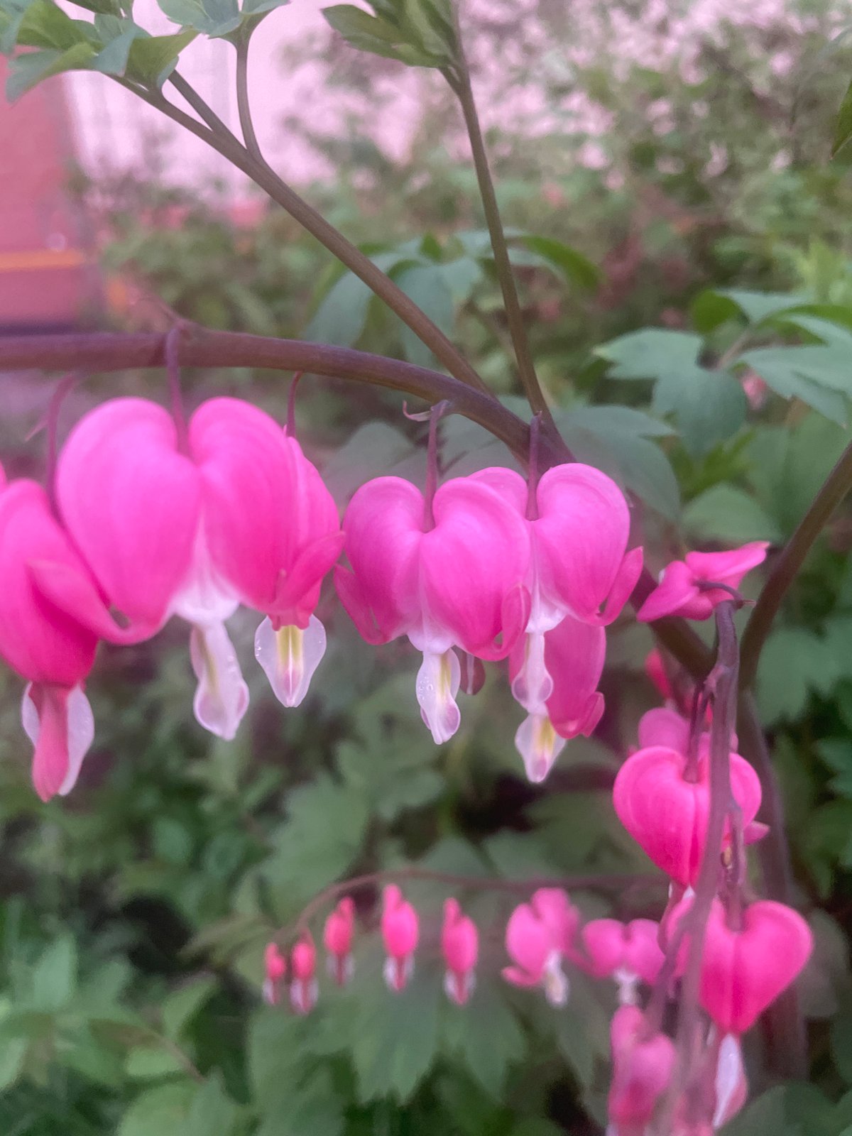 Bleeding heart flowers bloom in Samara, Russia