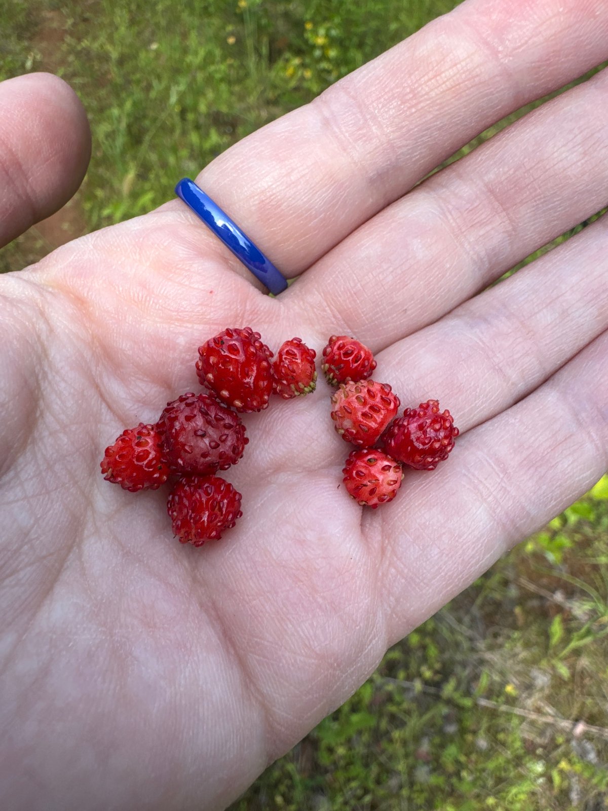 Summer morning in Chaikovsky: wild strawberries, desk work, blue ring