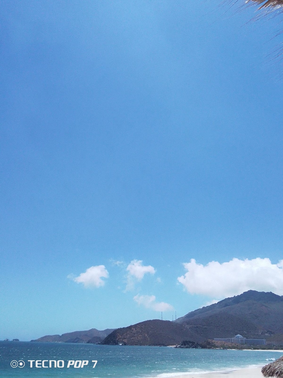 Clear skies and palm trees captured in Pedro González