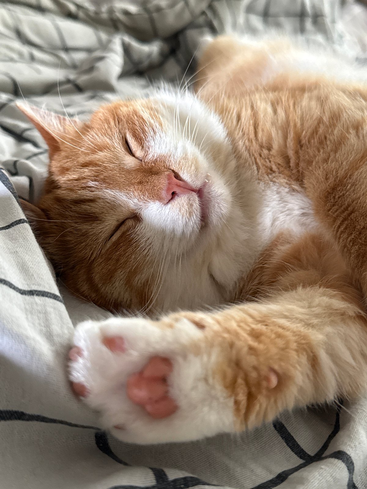 Lazy summer morning with a napping cat and home décor