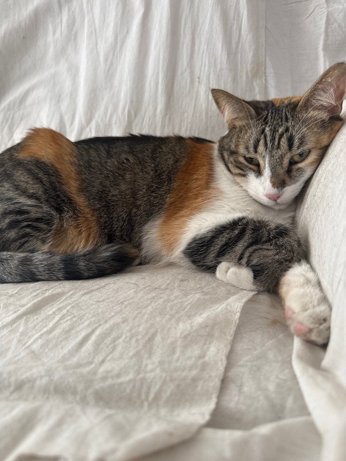 Three cats rest peacefully on bedding in Puebla home