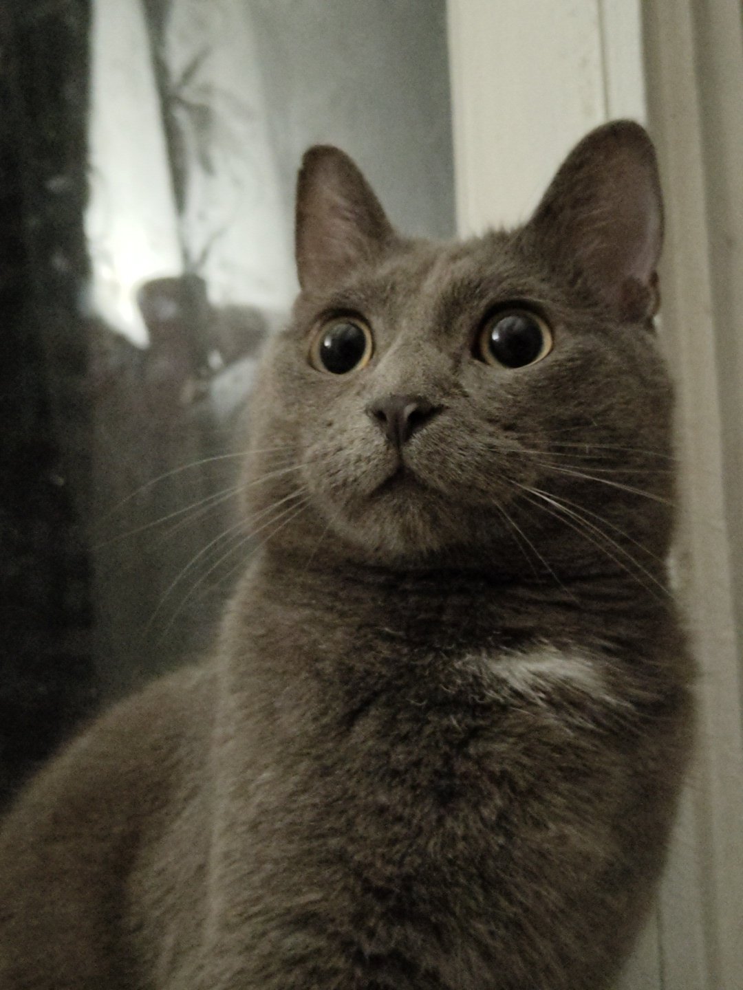 Grey cat in many moods, many angles, one cozy evening