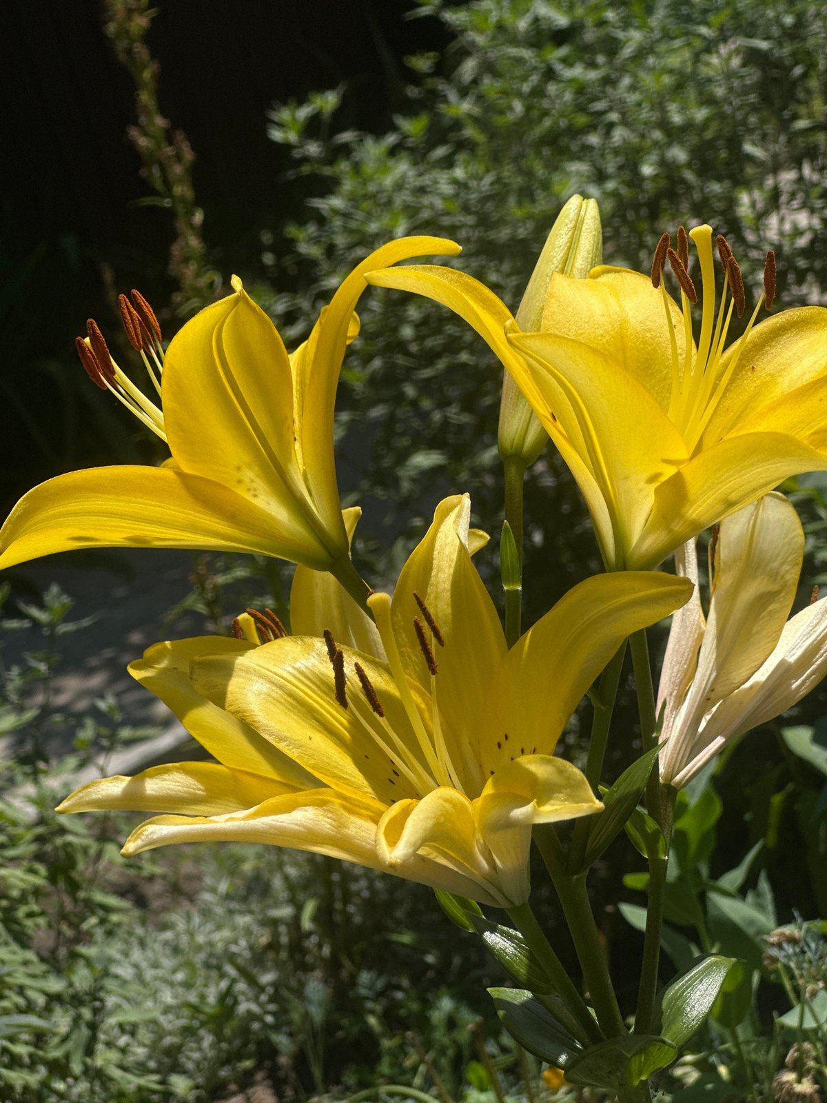 Yellow and orange lilies in full bloom, Lobacheve garden