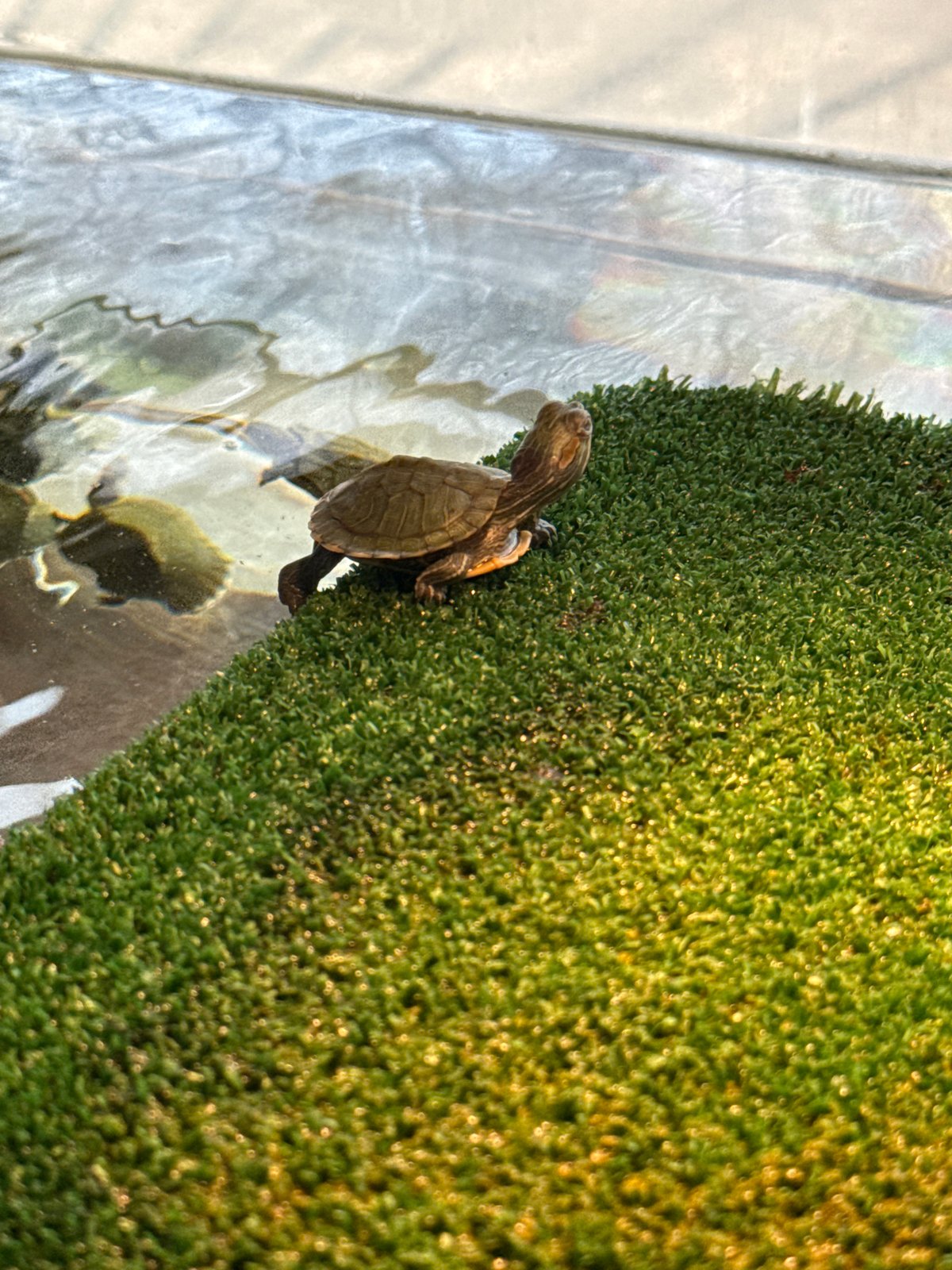 Turtle and tropical fish observed in separate aquatic environments