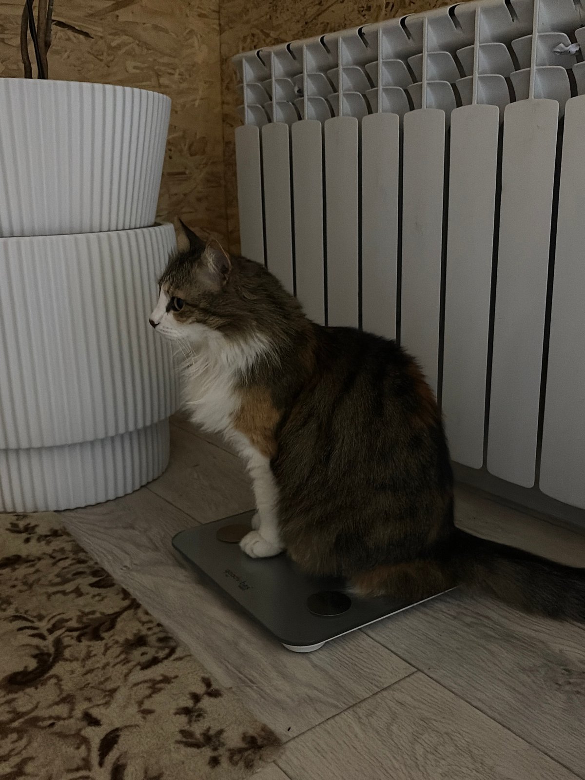 Cat lies on digital scale in Russian home