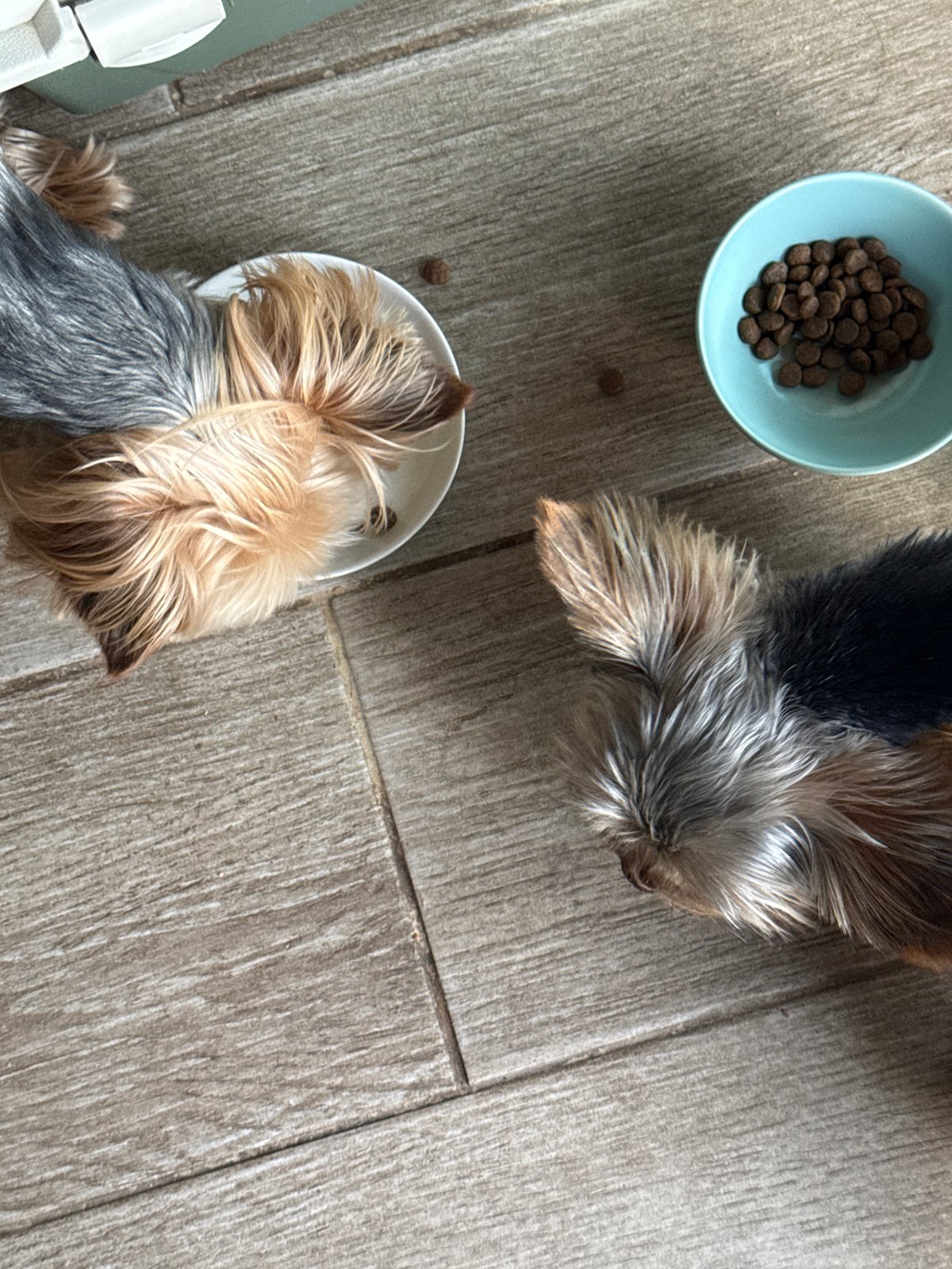 Two Yorkshire Terriers feed from separate bowls in Lipnik
