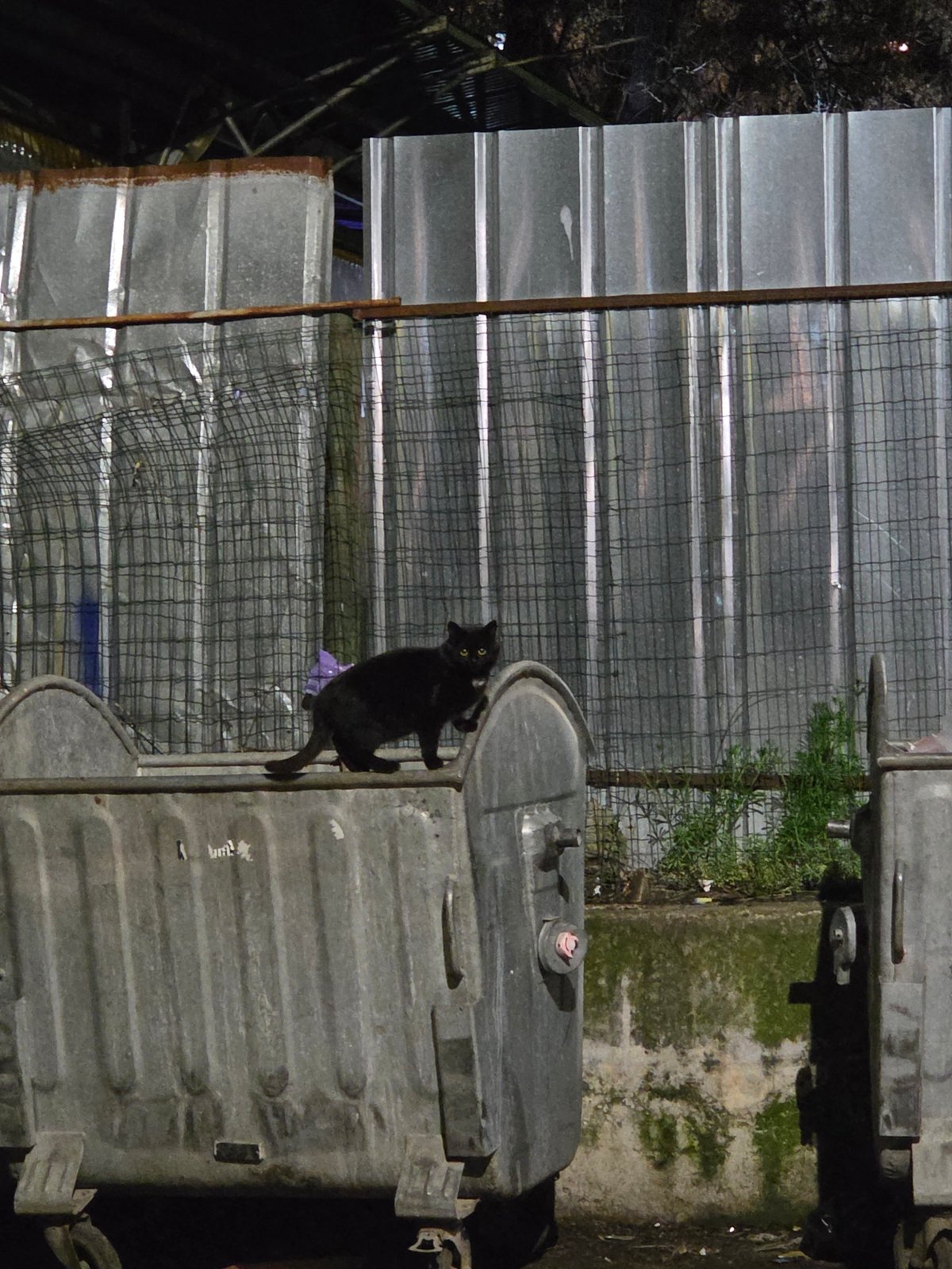 Black cat spotted on trash container in Pleven, Bulgaria