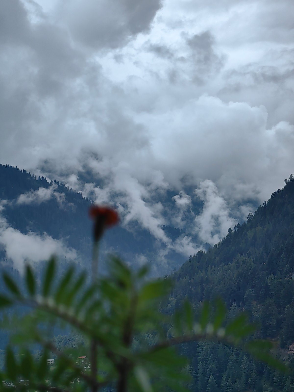 Misty morning in Vashisht, clouds swallowing the mountain slopes
