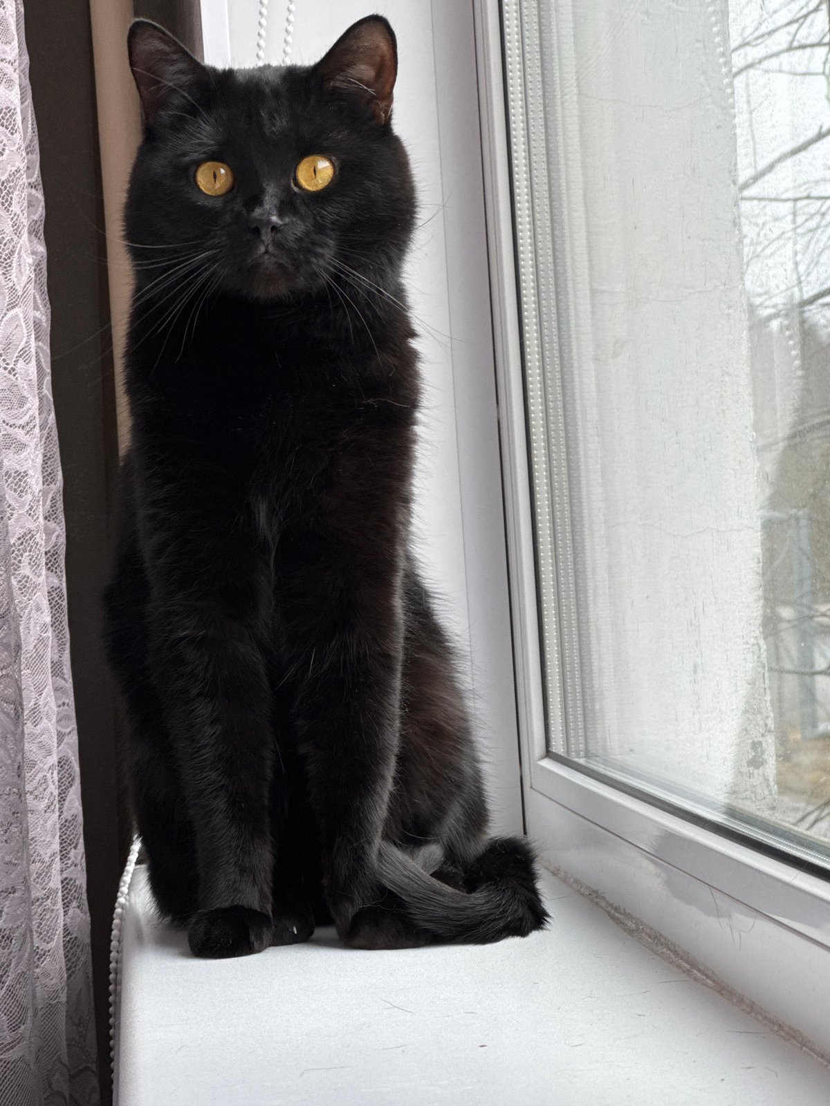Black cat spotted on windowsill at Russian resort facility