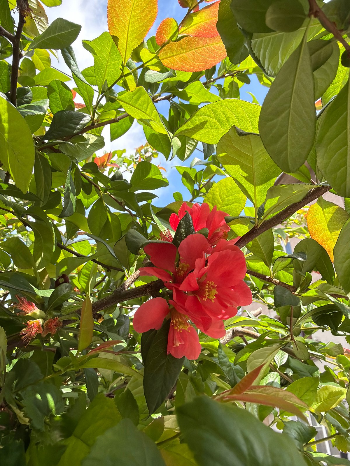 Morning walk captures blooming roses, historic sites in Sofia