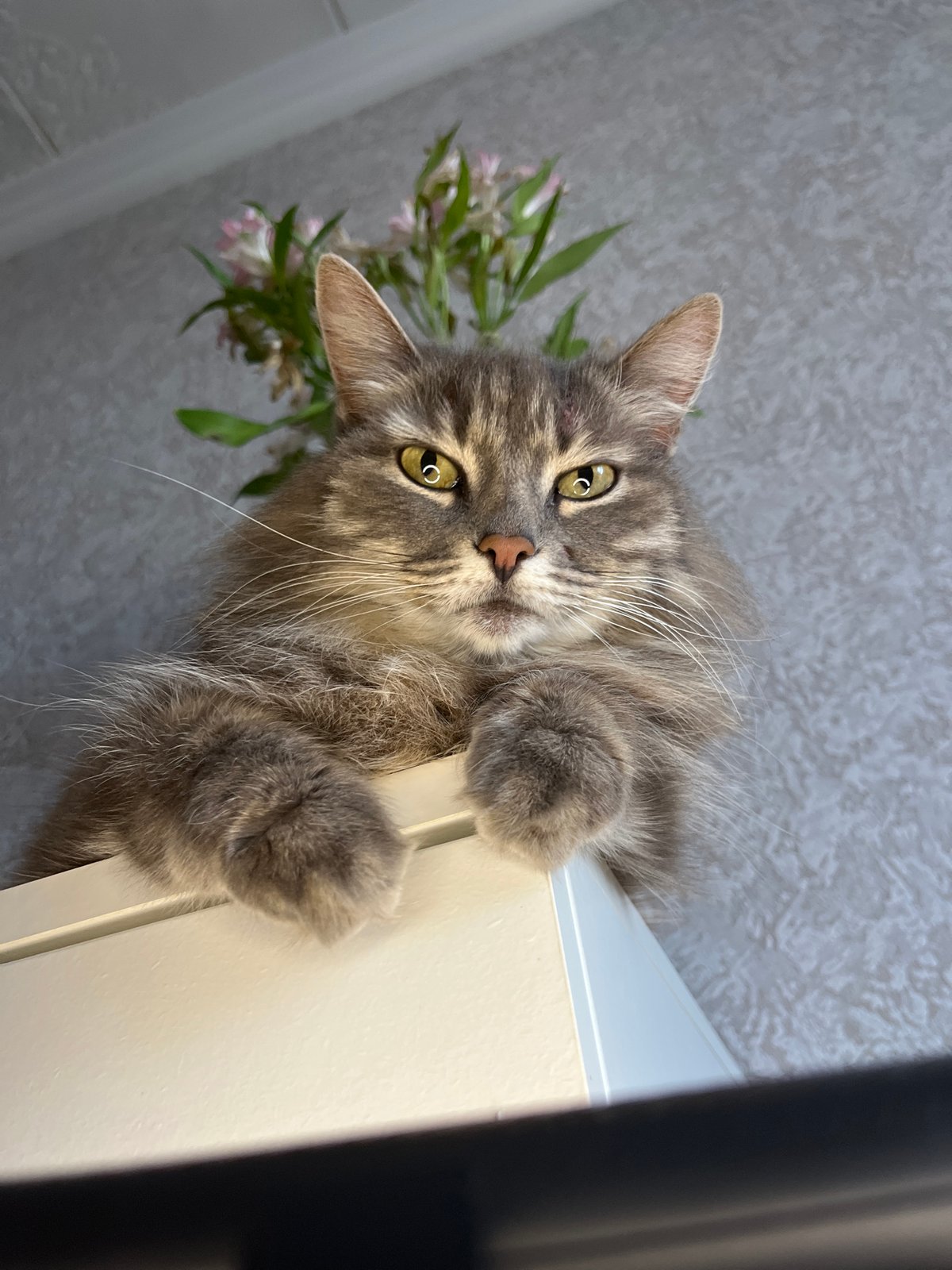 Gray Cat Spends Saturday Morning Around White Cabinet in Russia