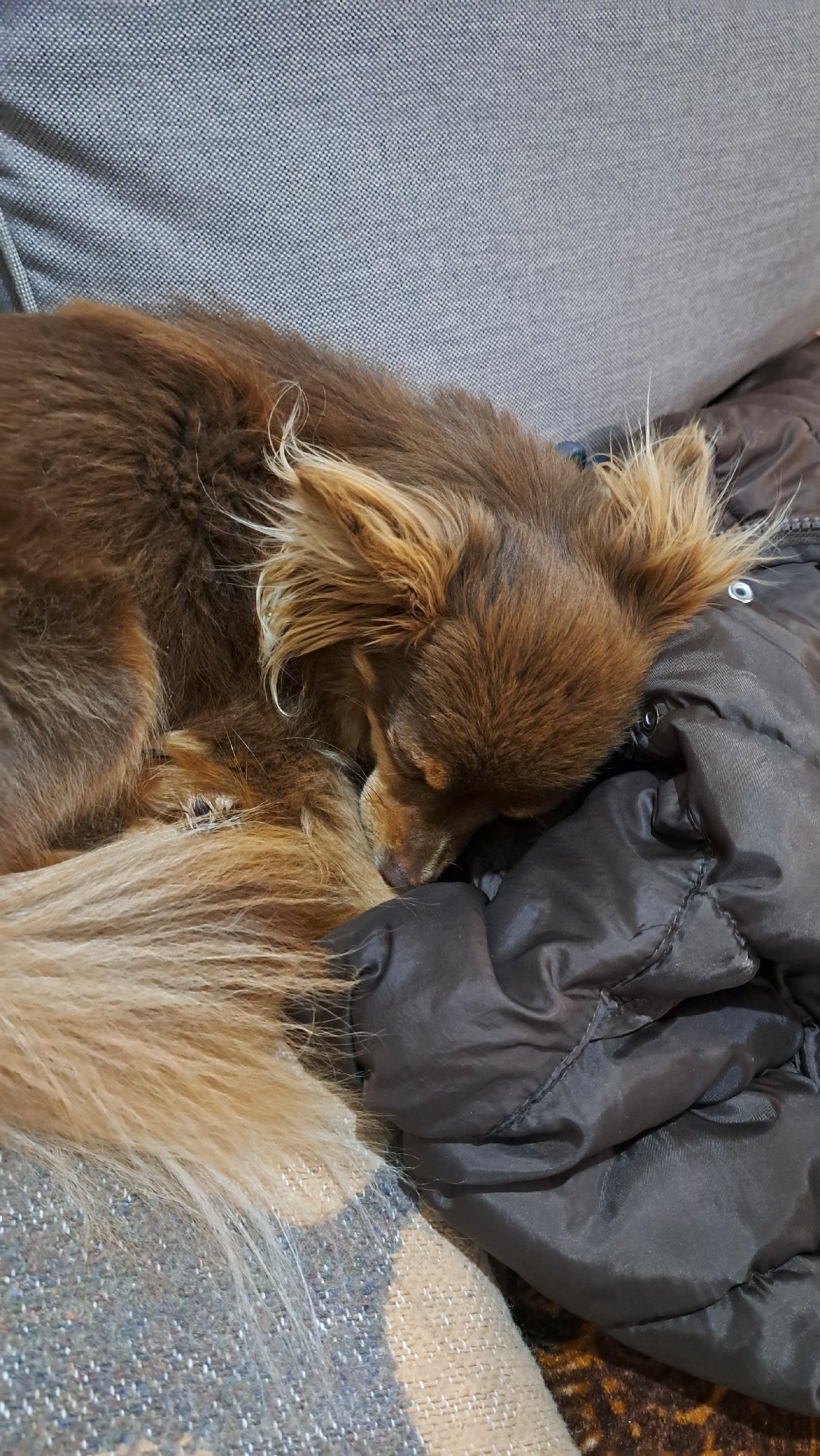 Small long-haired dog observed sleeping peacefully