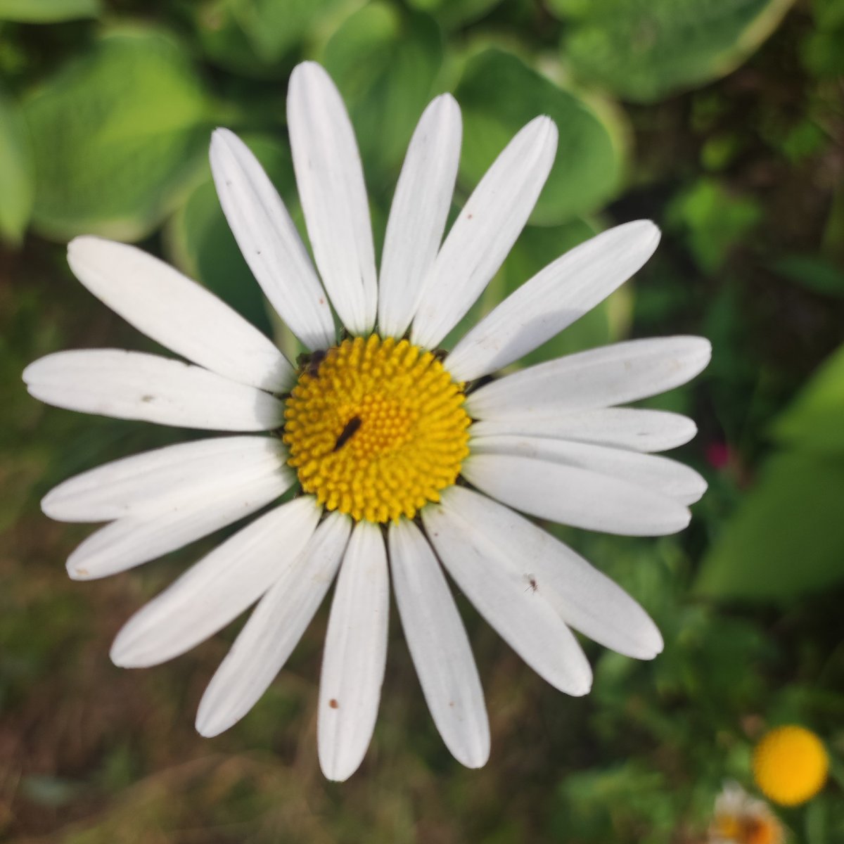 Afternoon in a Navoloki garden: flowers, toys, and tea