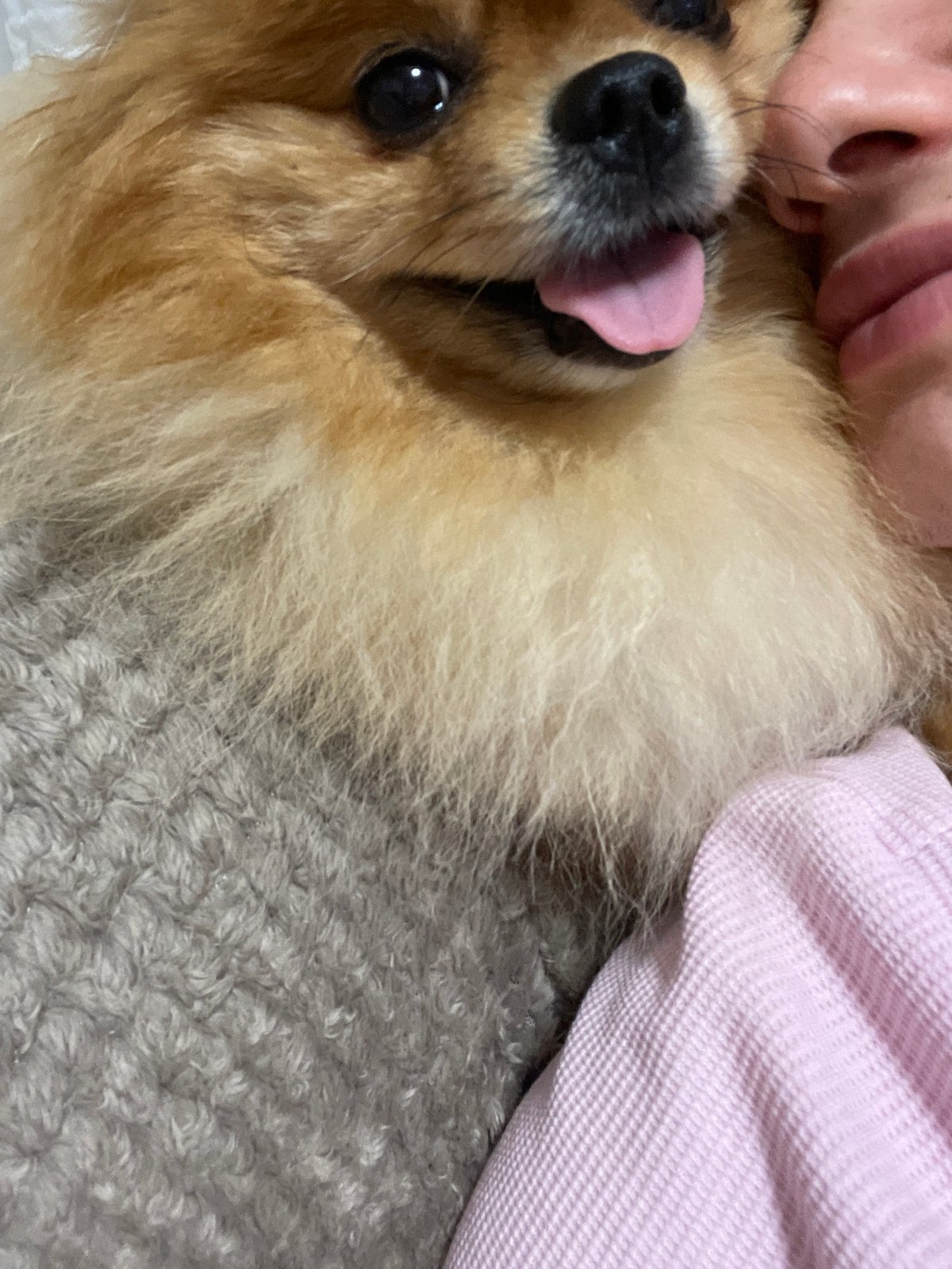 Pomeranian dog chills through a quick Blagoevgrad photo session