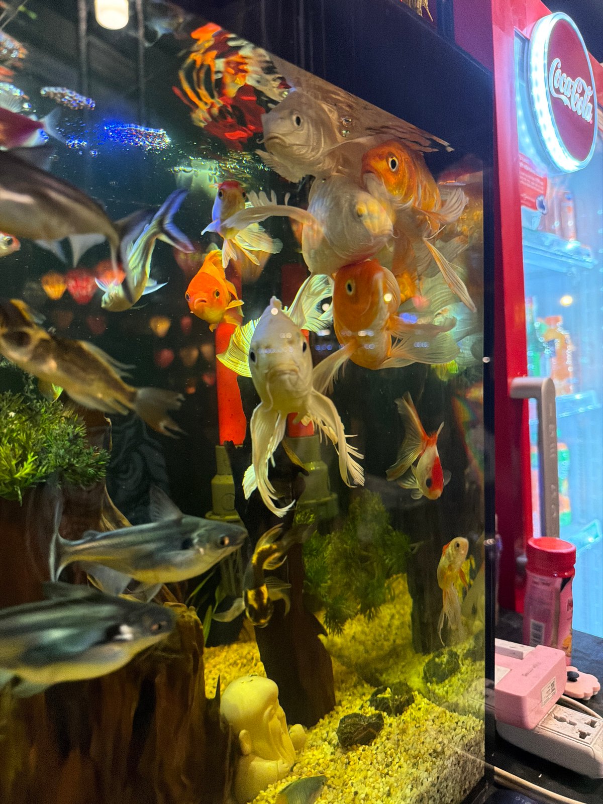 Restaurant aquarium display documented in Đà Nẵng, Vietnam