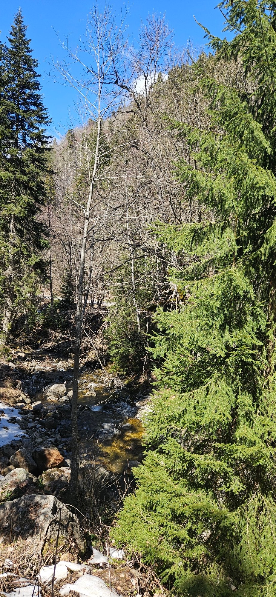 Spring morning documentation of Bulgarian mountain forests and ski area