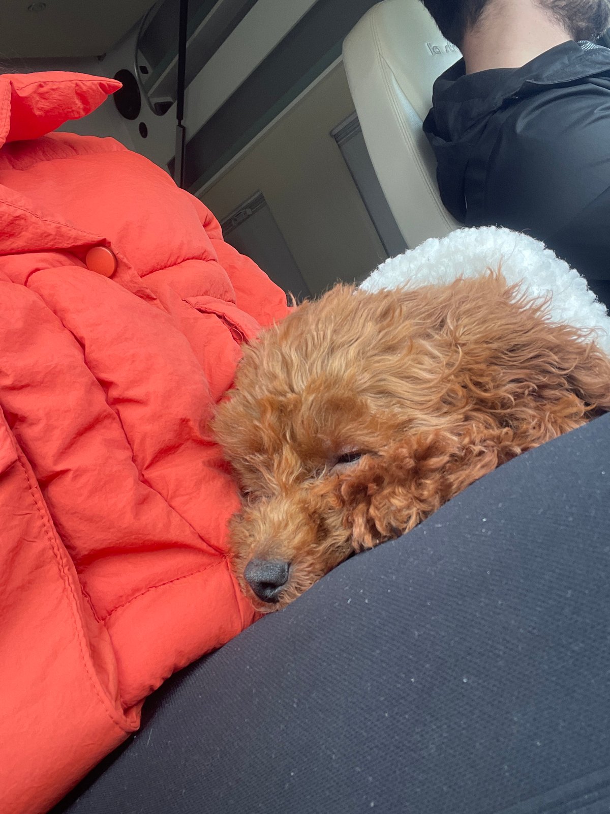 Woman holds small brown dog in car in Krivina