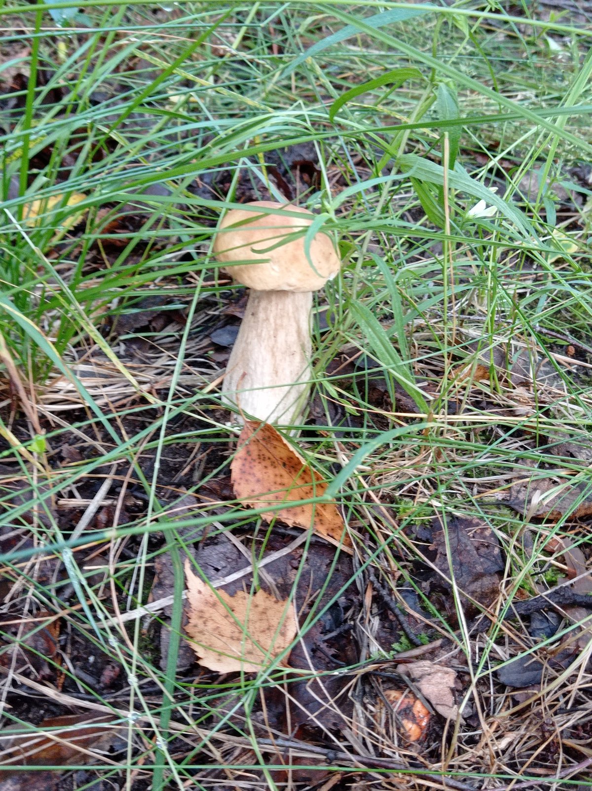 Mushroom foraging in the Degtyarsk forest, with a few detours