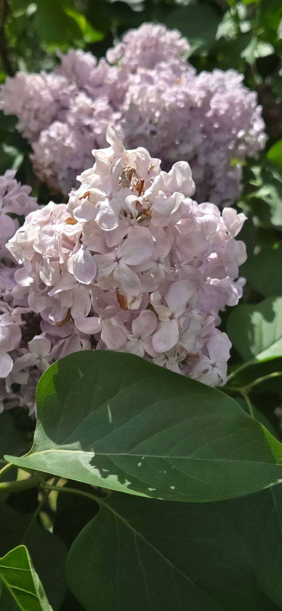 Morning flower photography session includes pendant documentation