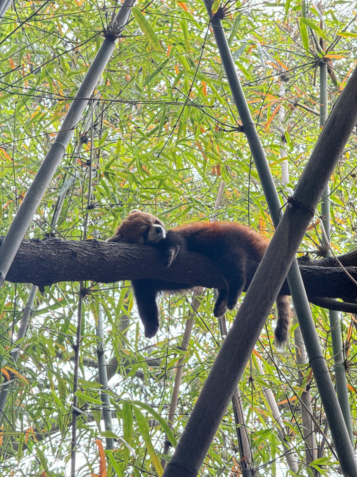 Wildlife spotted across Chengdu districts early Tuesday morning