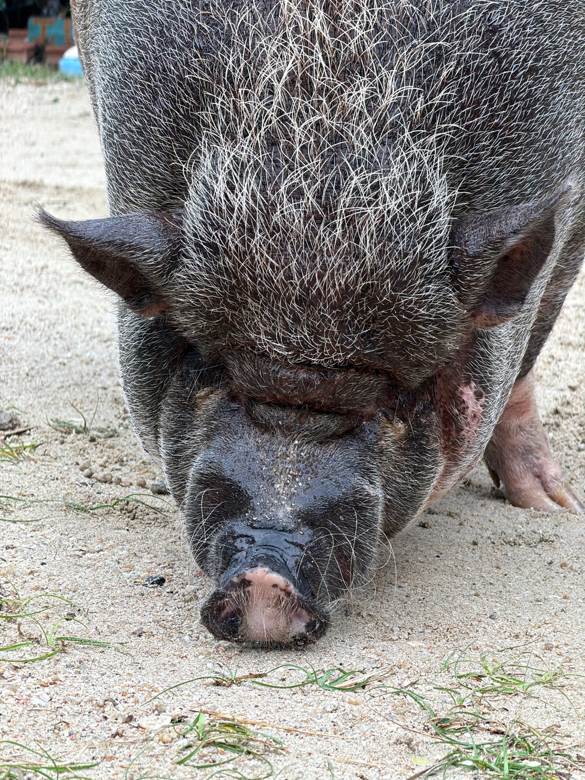 Pot-bellied pig roams a Ko Samui beach on a cloudy morning