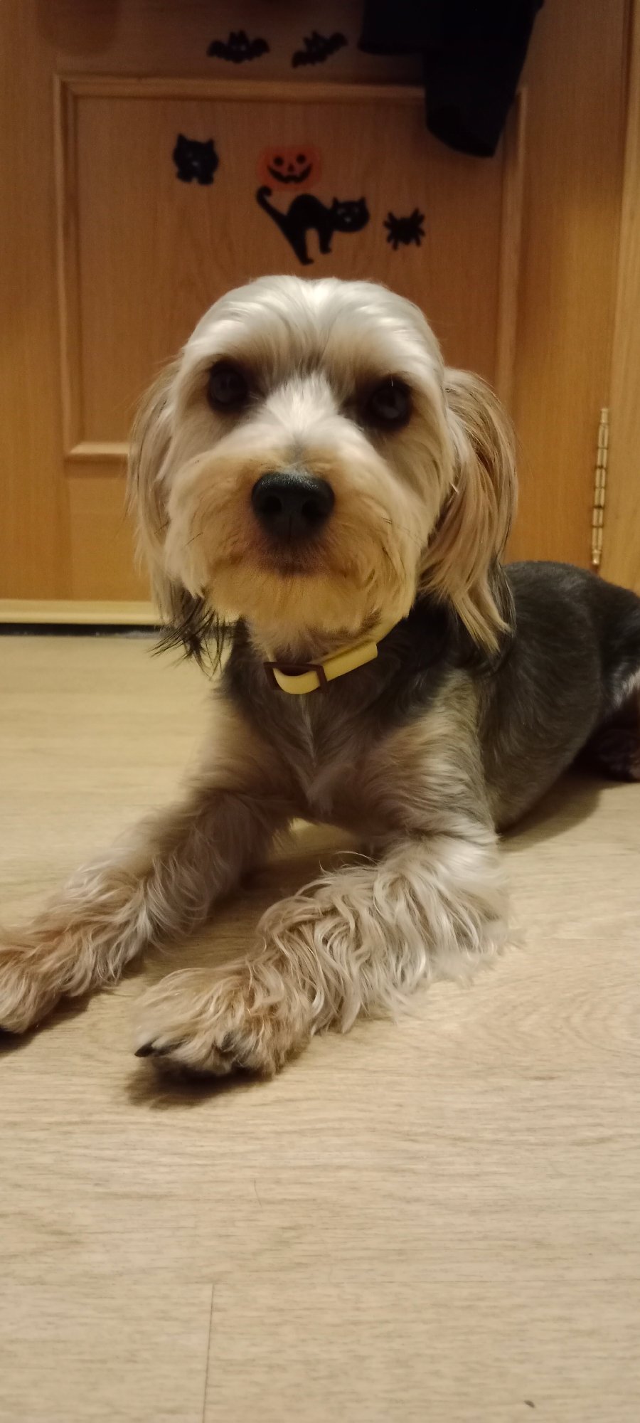 Yorkshire Terrier relaxes at home in Galapagar