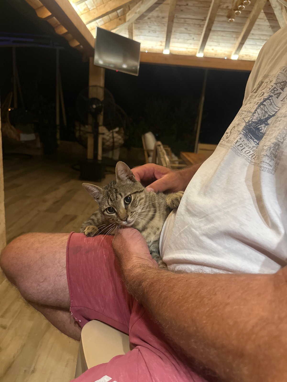 Tabby kitten on a lap, patio evening in Kavač