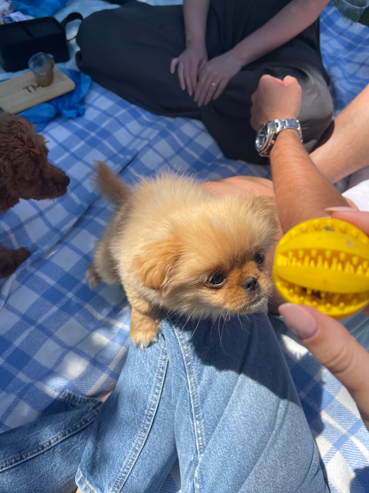 Family picnic with puppies draws crowds in Sofia park