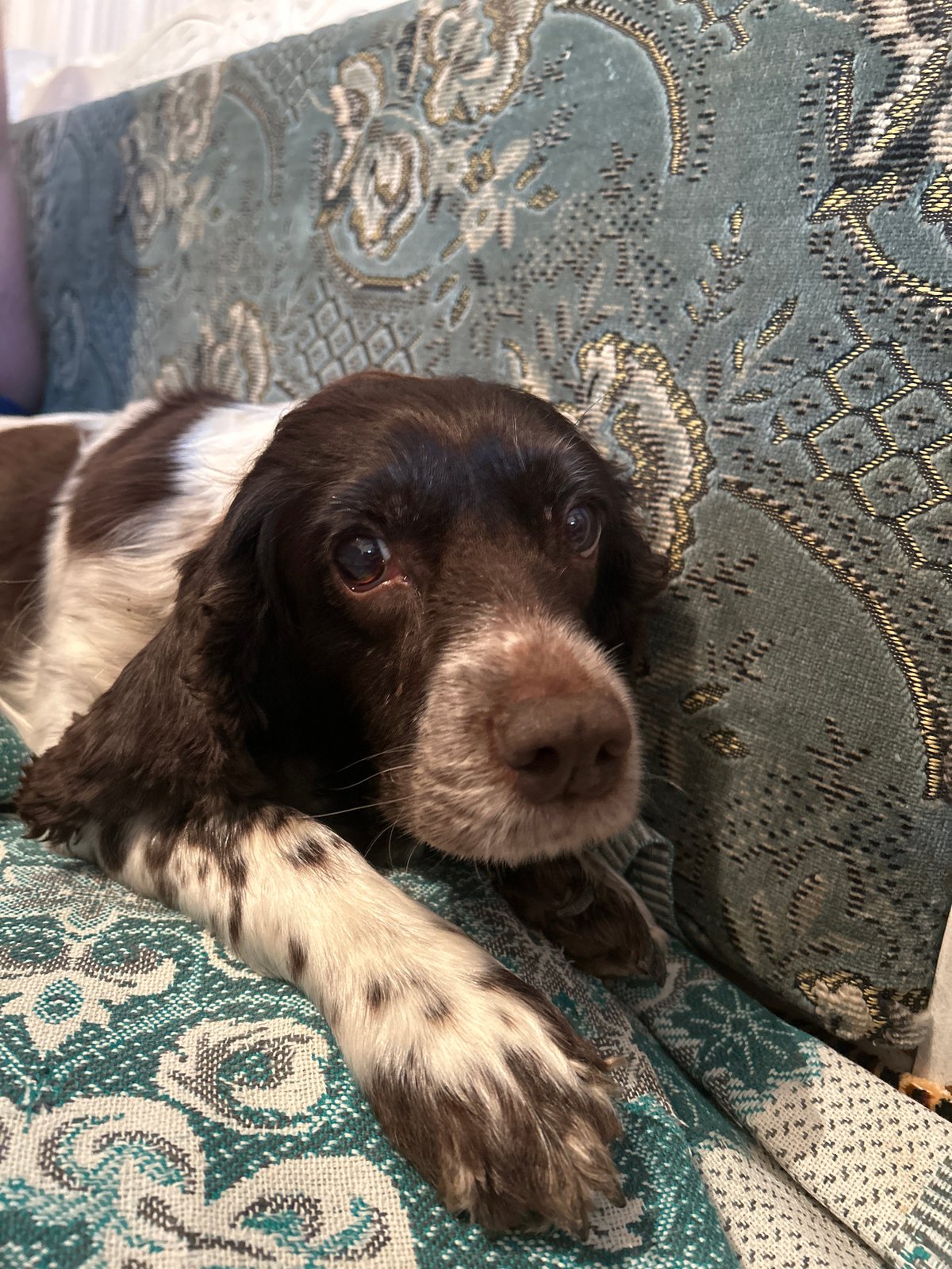 Quiet domestic moments with dog and citrus snack in Russia