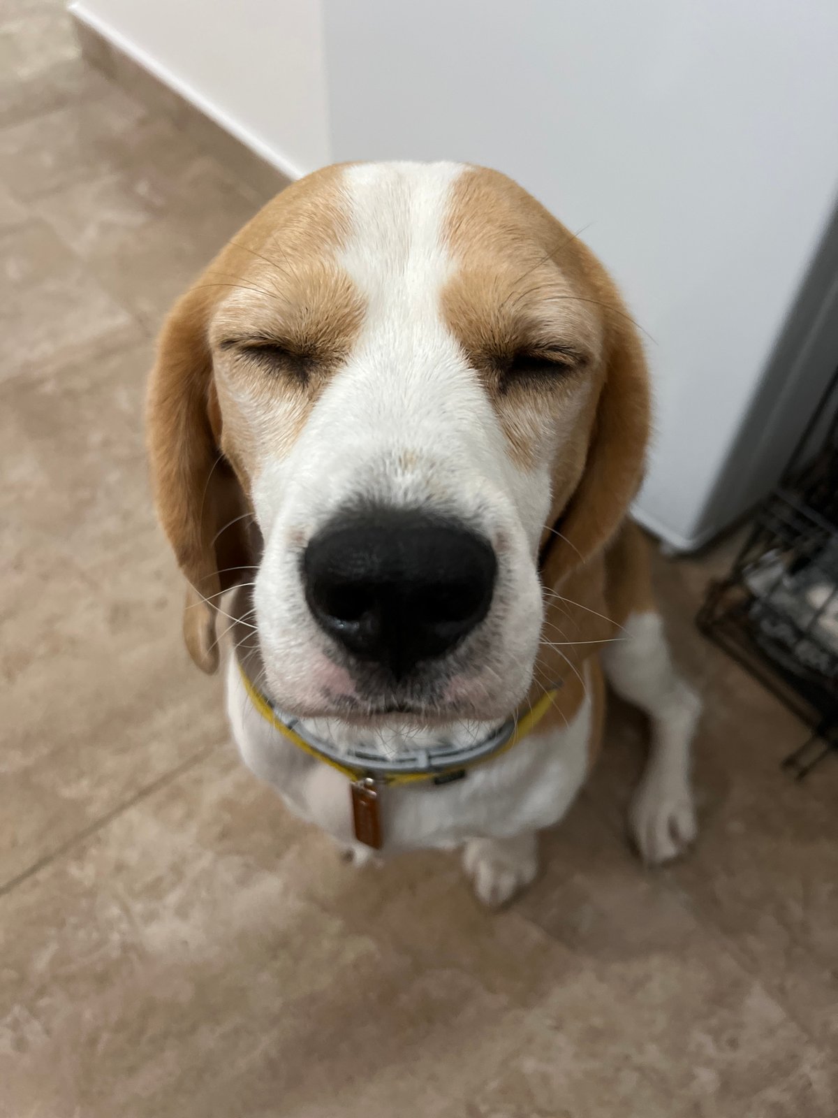 Beagle hanging out indoors in Budva, Montenegro