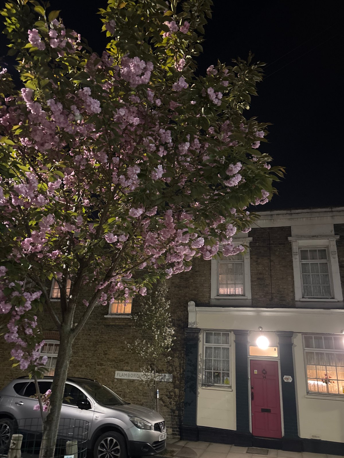 Cherry blossoms bloom against brick building in nighttime London