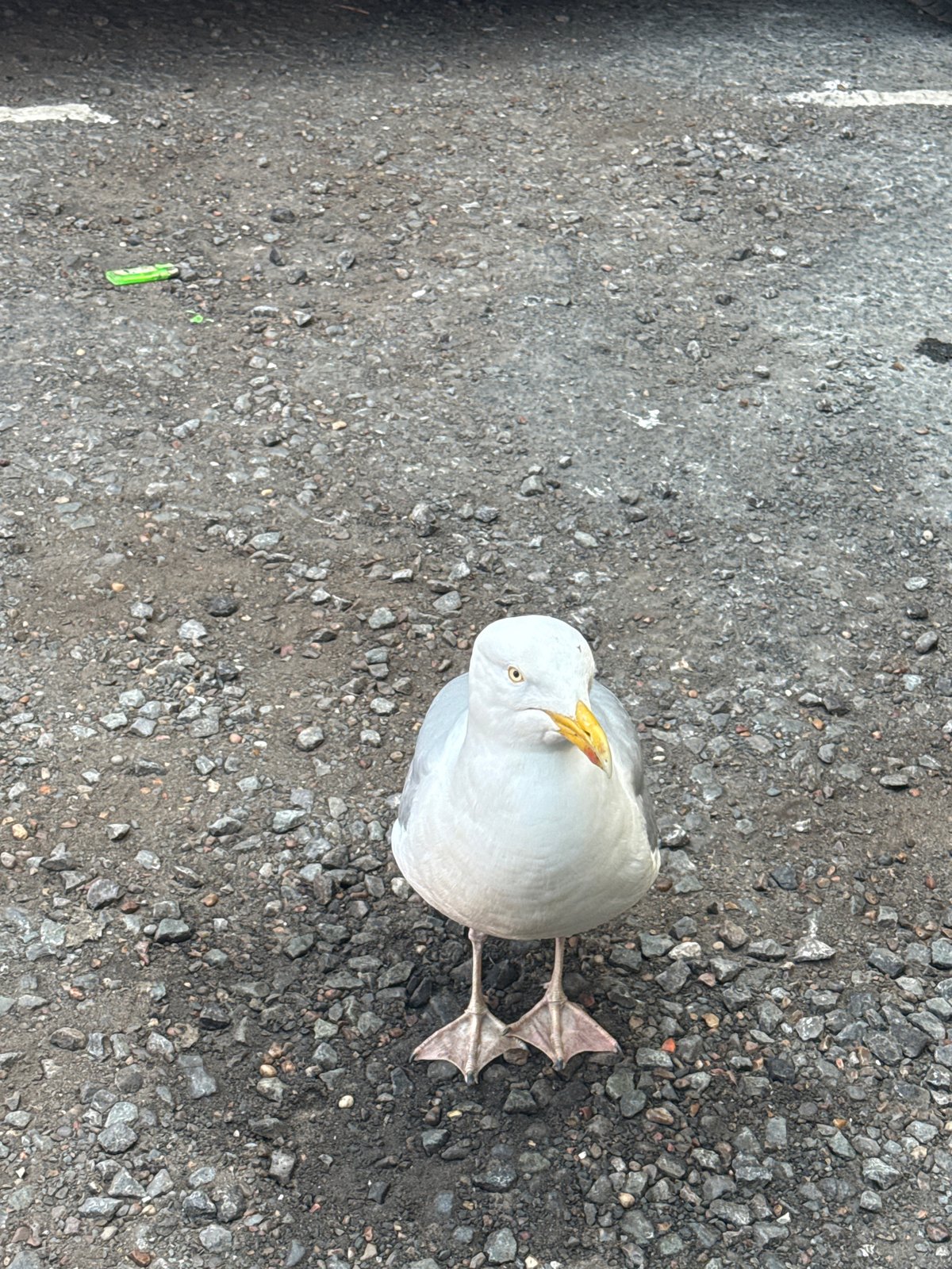 Casual street observations documented in Great Yarmouth