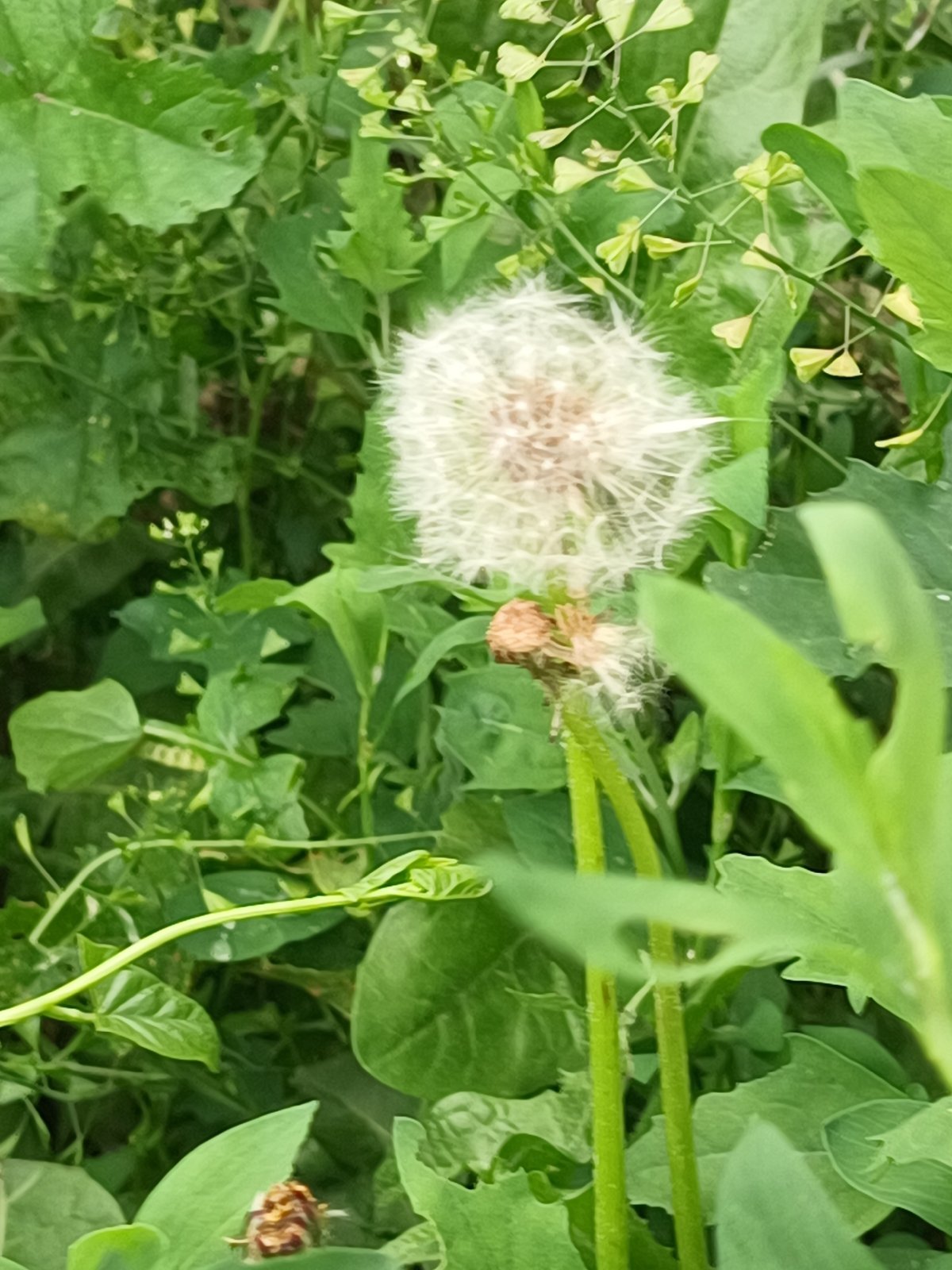 Urban wildflower survey documents diverse blooms in 25-minute span