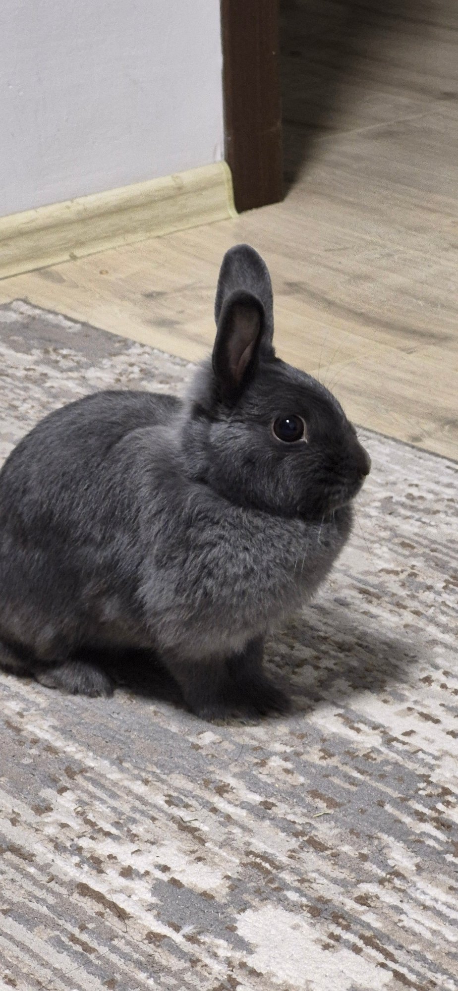 Gray rabbit at home in Ussurijsk, getting some attention