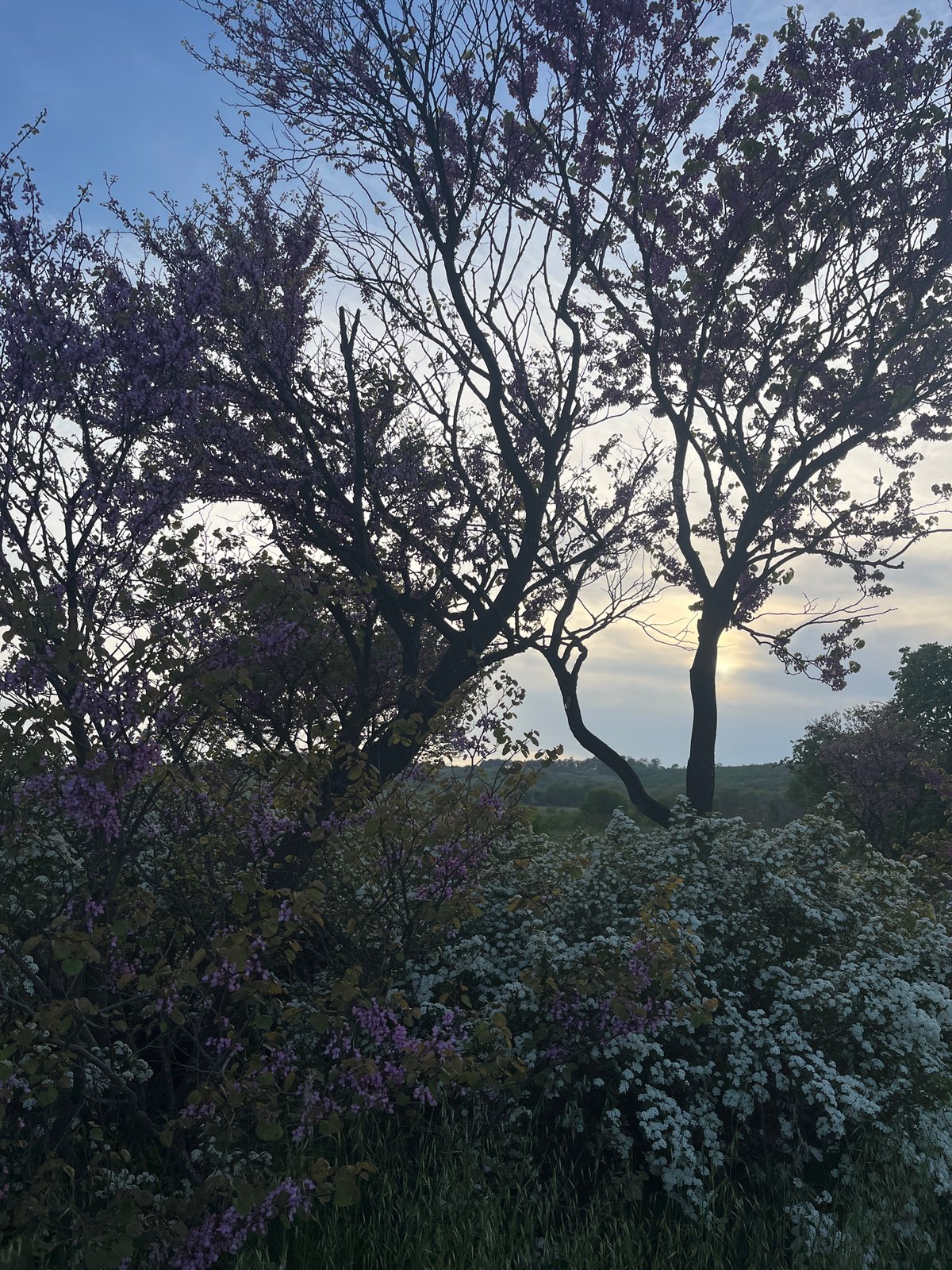 Spring blooms documented in Burgas, Bulgaria landscape