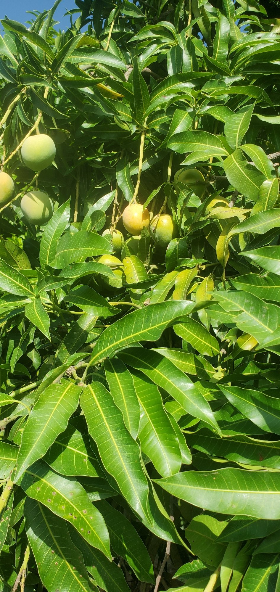 Rural life documented in Bukuru: mangoes, papayas, chickens