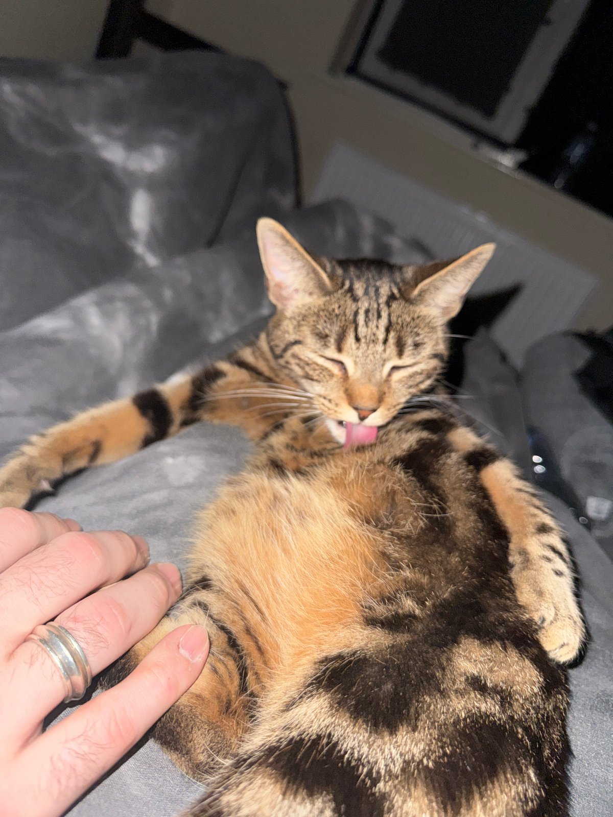 Tabby cat grooming and resting with human companion