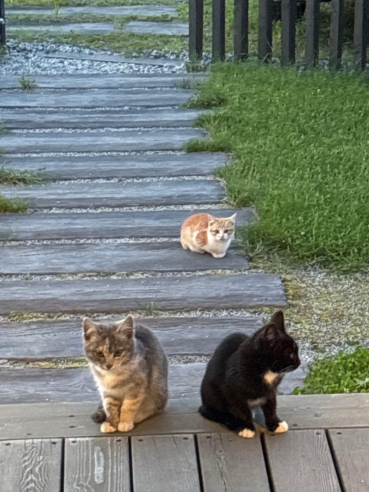 Cats and kittens roaming a Zvenigorod backyard on a summer afternoon