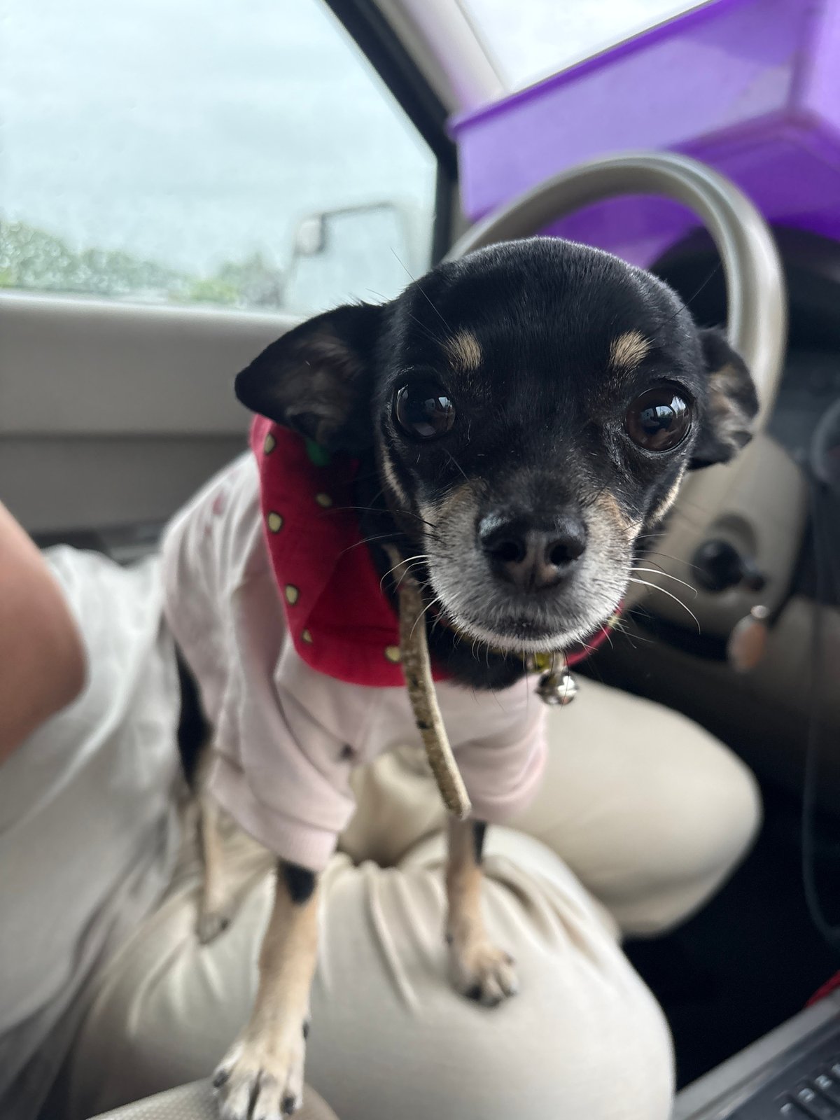 Cat and Chihuahua ride out a rainy evening drive together