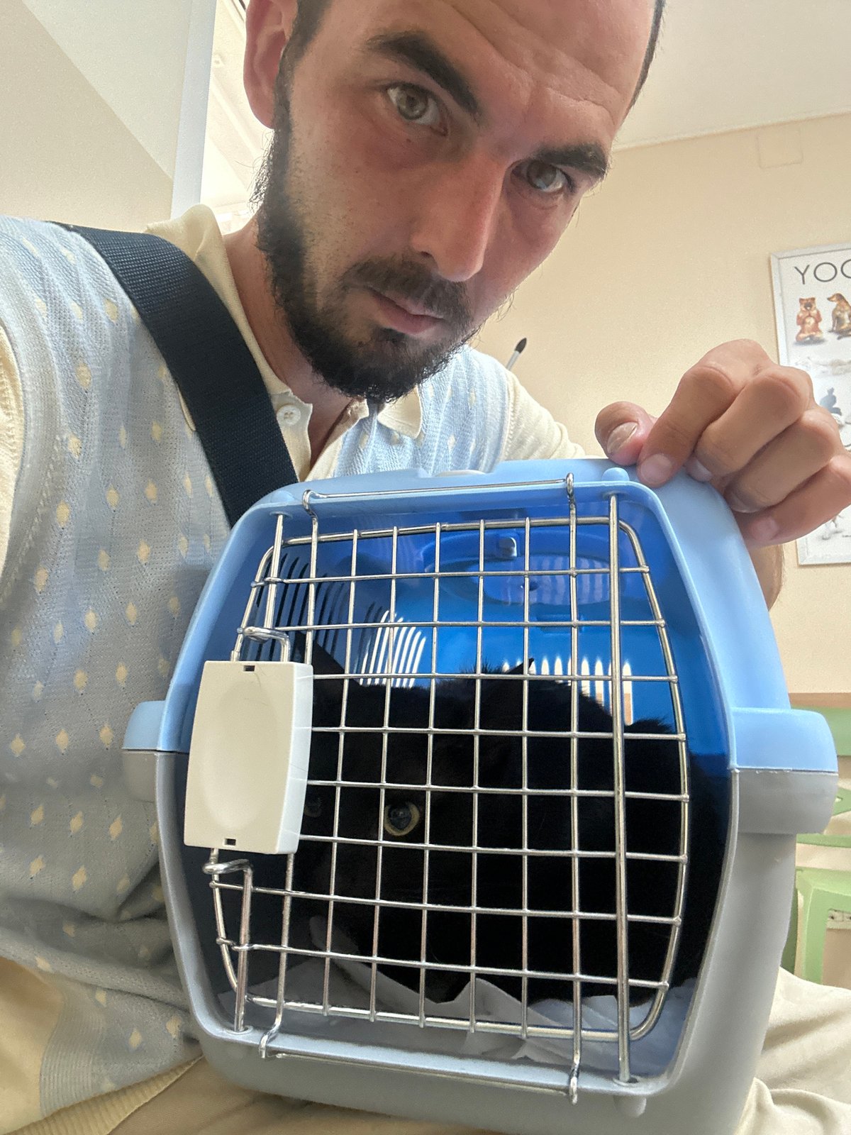 Black cat in a travel carrier, Budva