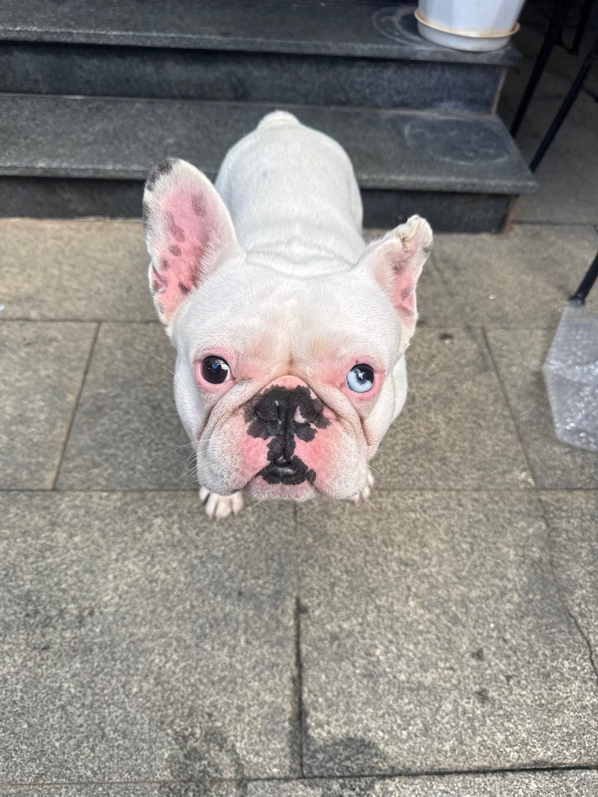 French Bulldog photo session in Đà Lạt residential area
