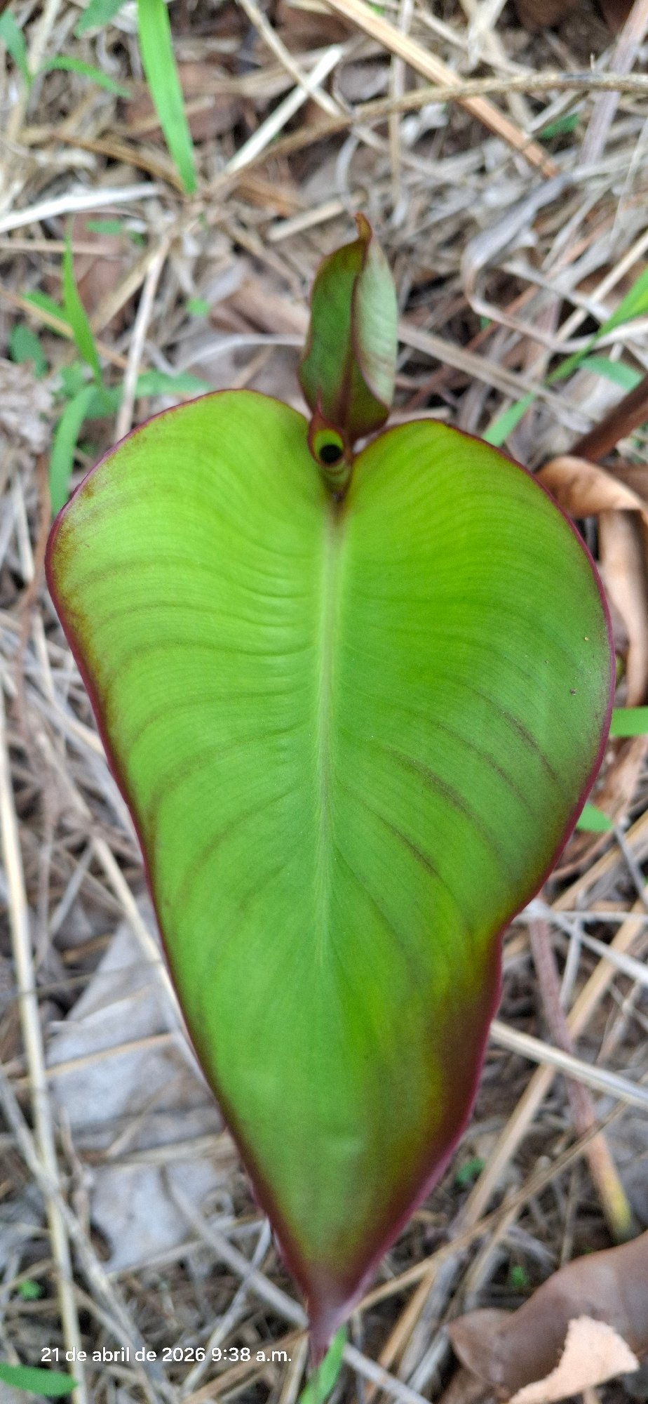 Nature observation session documented in Vallecito, Venezuela